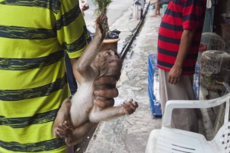 A monkey is handled in one of Jakarta's animal markets.